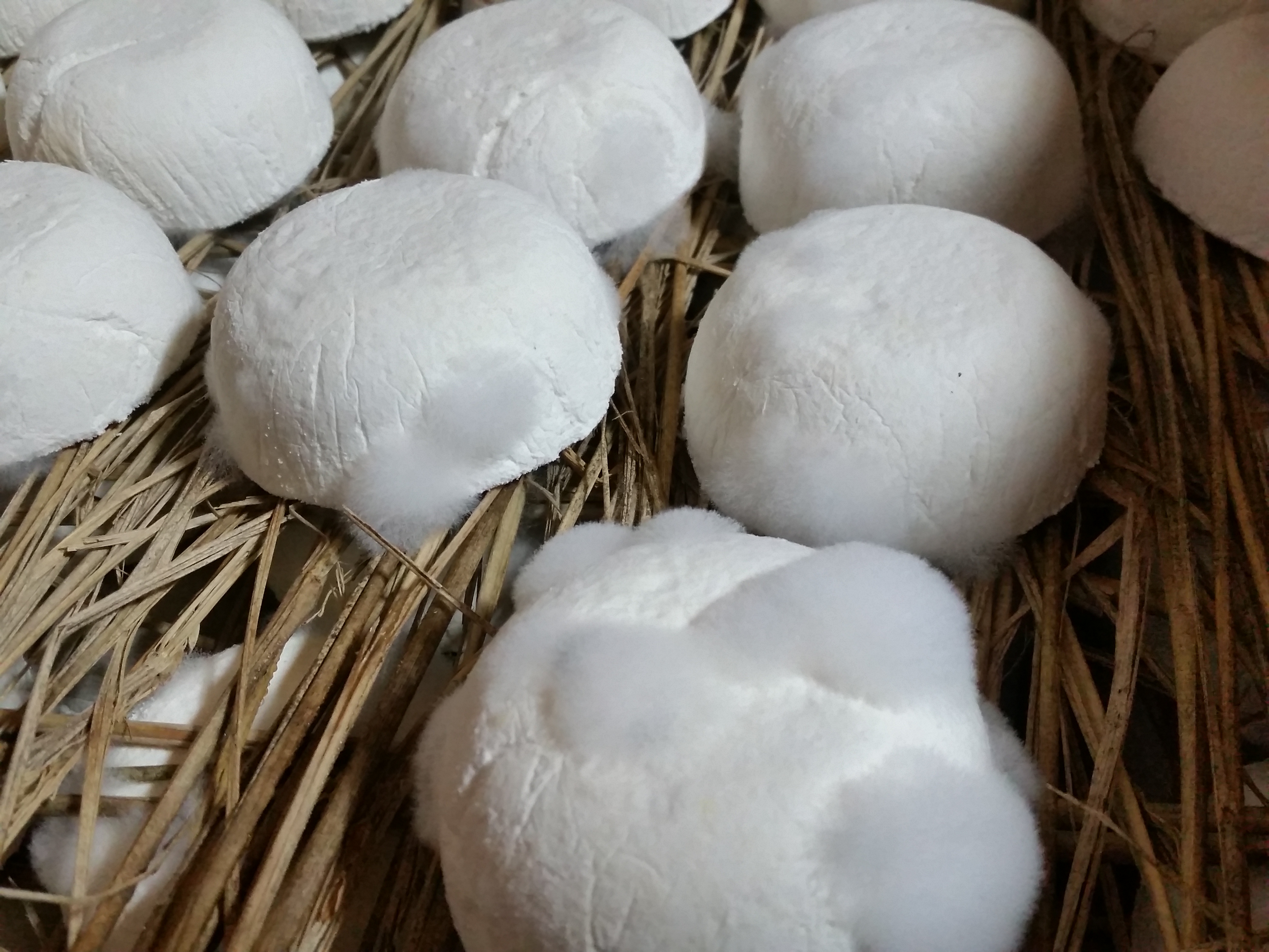 논산 딸기 고추장280g*2병